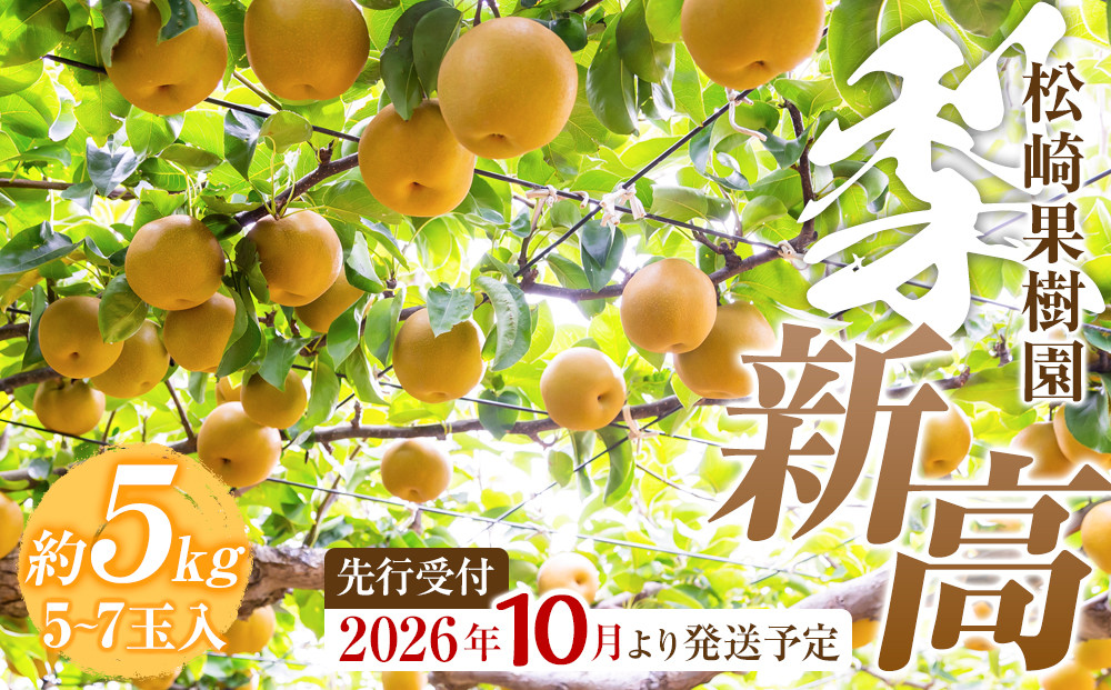 【2026年発送／先行予約】梨「新高」約5kg（5～7玉入）【松崎果樹園】｜梨 ナシ こだわりの梨 フルーツ 果物 旬の梨 宮城県角田市 約5kg
