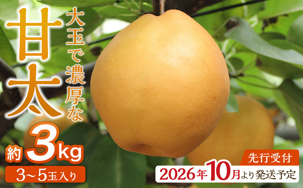【2026年発送／先行予約】梨「甘太」約3kg（3～5玉入）10月中旬～順次発送【松崎果樹園】
