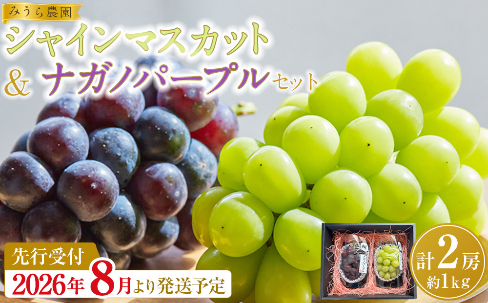 【2026年発送分先行予約】シャインマスカット／ナガノパープル セット（各1房・計2房 約1kg）【2026年9月上旬以降順次】｜シャインマスカット ナガノパープル ぶどう 葡萄 宮城県角田市 フルーツ 果物 セット