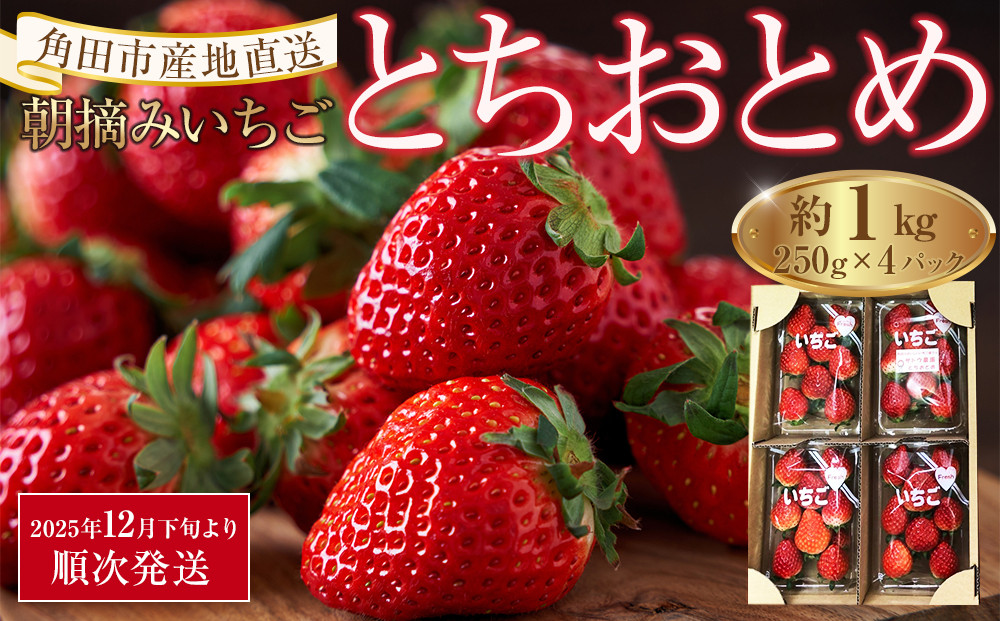 【先行予約】【角田市産地直送】朝摘みいちご「とちおとめ」合計約1kg（250g×4パック）【2025年12月下旬より順次発送】