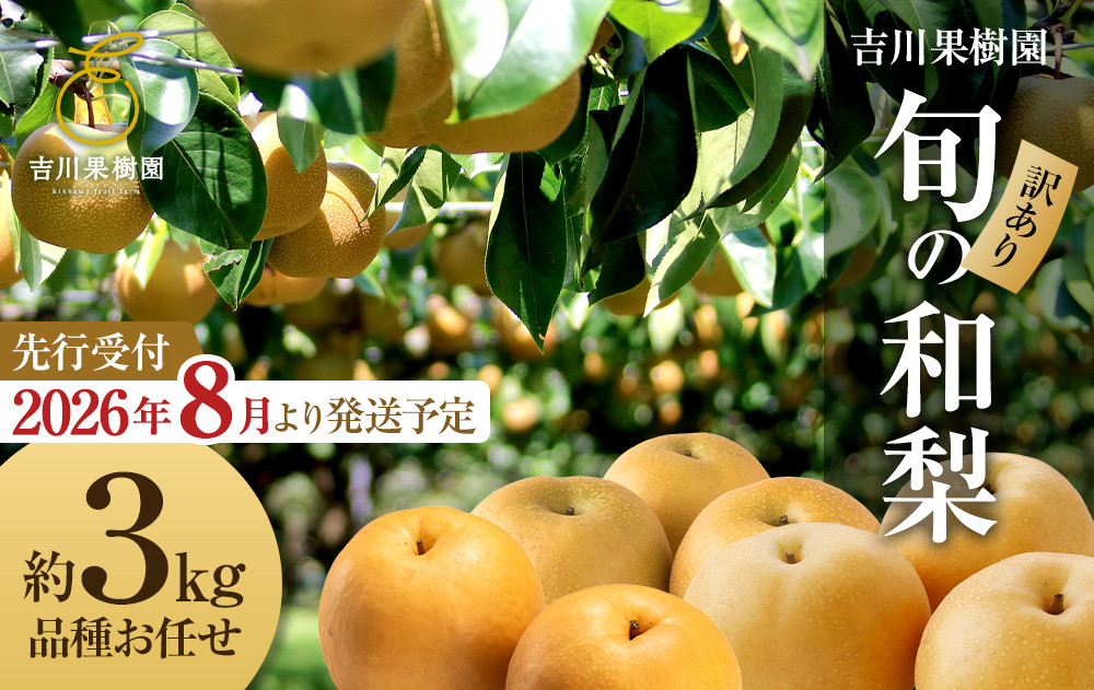 【先行予約（2026年発送分）】【訳あり】旬の和梨　約３kg【吉川果樹園】｜梨 ナシ こだわりの梨 フルーツ 果物 旬の梨 宮城県角田市 約3kg