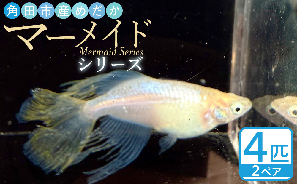 角田市産めだか（マーメイドシリーズ）　2ペア