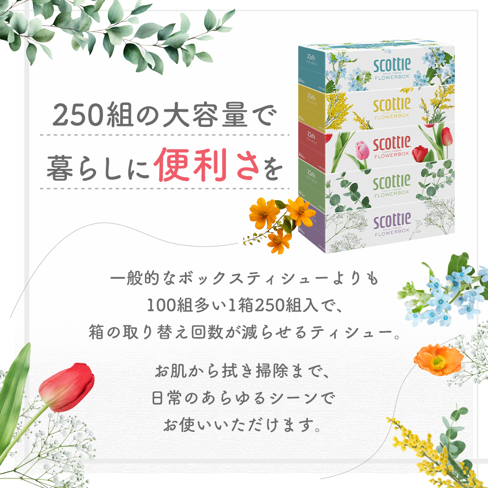 定期便 ティッシュ スコッティ フラワーボックス 60箱 ( 5箱 × 6パック )《 6ヶ月ごと 計  2 回 》