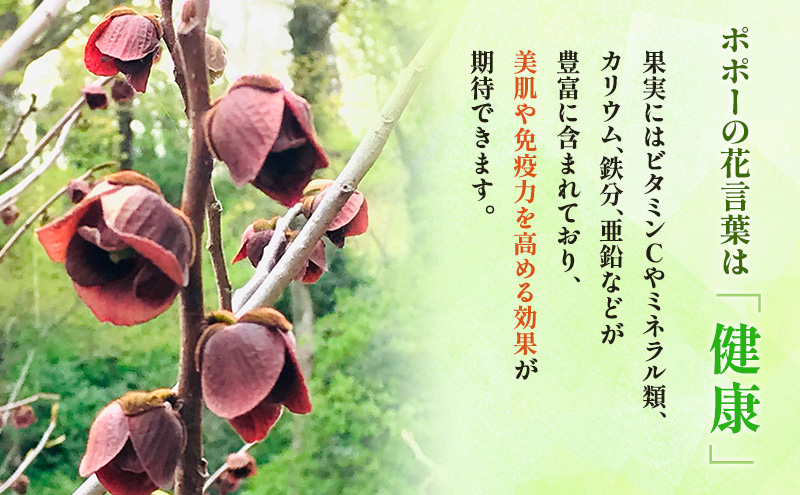 ポポーの実 200g×3個 計:約600g ポポー フルーツ 先行予約