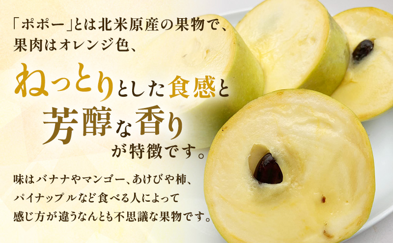 ポポーの実 200g×3個 計:約600g ポポー フルーツ 先行予約