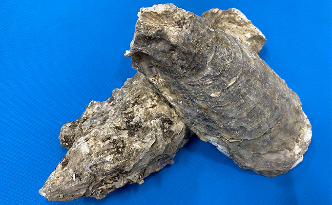 かきがら石灰 5kg（天然牡蠣殻使用）: 岩沼市ANAのふるさと納税