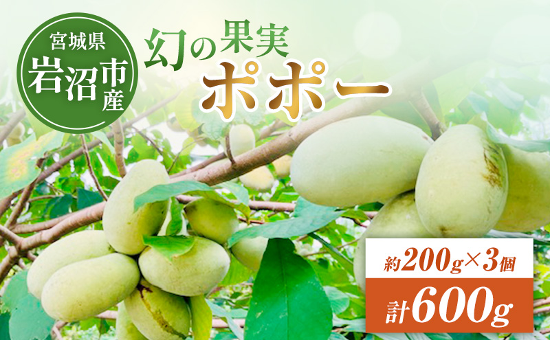 ポポーの実 200g×3個 計:約600g ポポー フルーツ 先行予約