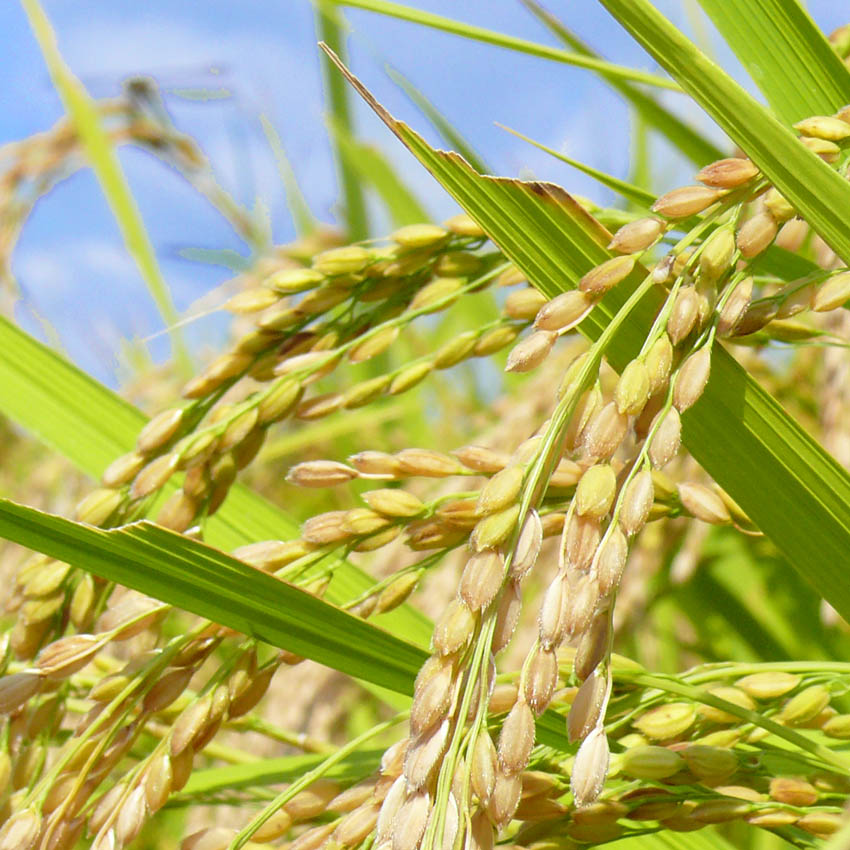 ≪令和7年産・新米≫ 宮城県登米市産 ひとめぼれ 30kg 精米 お米 おこめ 米 コメ 白米 ご飯 ごはん おにぎり お弁当 ブランド米【有限会社伊豆沼農産】tm407
