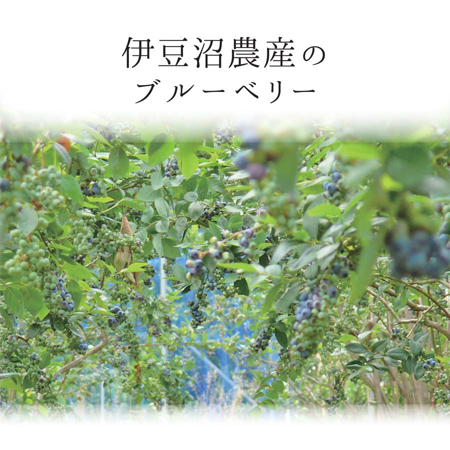 ≪ 訳あり≫ 無選別 冷凍ブルーベリー 2kg ブルーベリー 果物 フルーツ 朝食 ヨーグルト スムージー 健康 訳アリ【有限会社伊豆沼農産】tm439