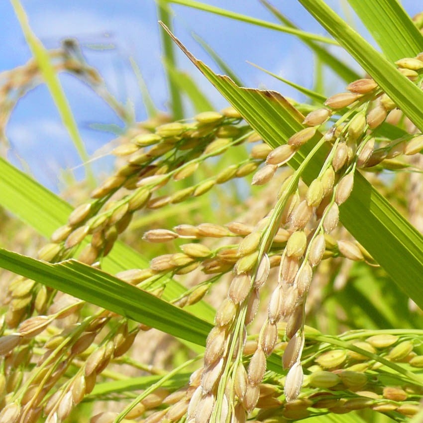 ≪令和7年産・新米≫ 宮城県登米市産 ひとめぼれ 玄米 5kg お米 おこめ 米 白米 コメ ご飯 ごはん おにぎり お弁当 ブランド米【有限会社伊豆沼農産】tm481