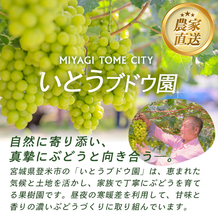 ≪先行予約受付中！≫シャインマスカット 大サイズ 1房 (1房1kg以上) フルーツ 果物 くだもの マスカット ぶどう ブドウ 葡萄 大粒 特大 【いとうブドウ園】tm539