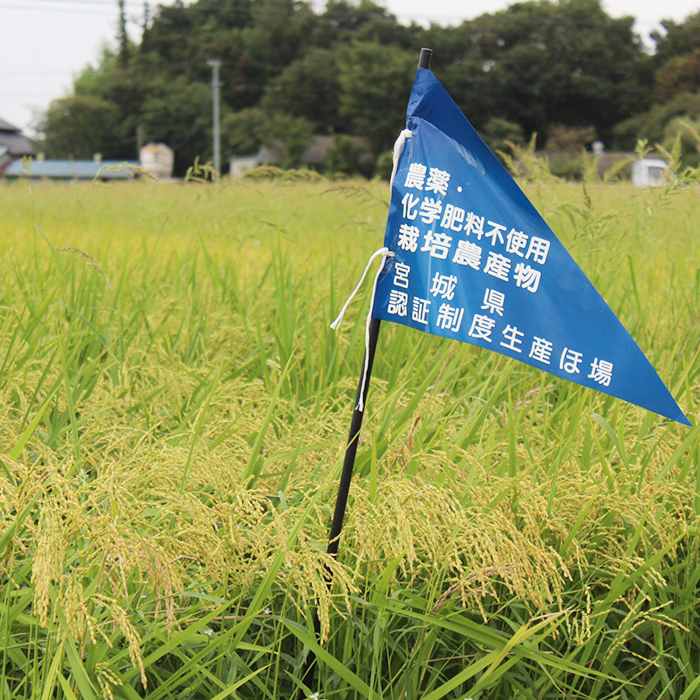 ＜有機JAS＞ササニシキ 精米 5kg(5kg×1袋) 朱鷺みらい 精米 有機栽培 登米市産 お米 おこめ 米 コメ 白米 ご飯 ごはん おにぎり お弁当 ささにしき 【オーガニックとめネットワーク】tm594