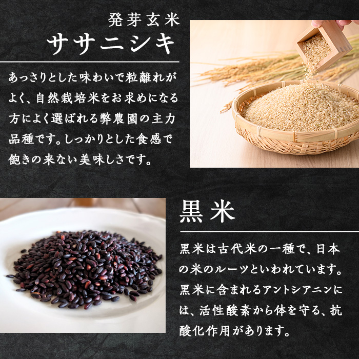 発芽玄米パックご飯 150g×40パック ササニシキ発芽玄米 黒米 発芽玄米 レンジ 有機栽培 パックライス ご飯 米 レンチン 【有機農園ファーミン株式会社】 tm121