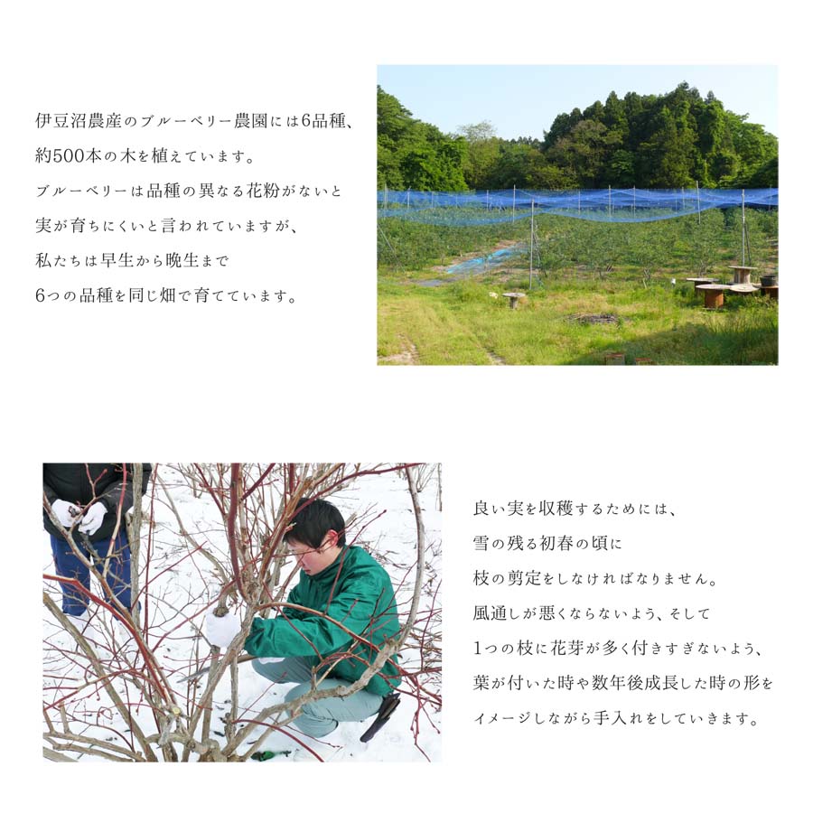 ≪ 訳あり≫ 無選別 冷凍ブルーベリー 2kg ブルーベリー 果物 フルーツ 朝食 ヨーグルト スムージー 健康 訳アリ【有限会社伊豆沼農産】tm439