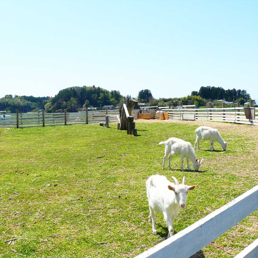 伊豆沼ラムサール広場キャンプ場 利用券 ＜1泊×2枚＞ ラムサール広場 宿 宿泊 キャンプ アウトドア 旅行 利用券 観光 グルメ 家族旅行 伊豆沼ハム ウインナー ソーセージ【有限会社伊豆沼農産】tm443