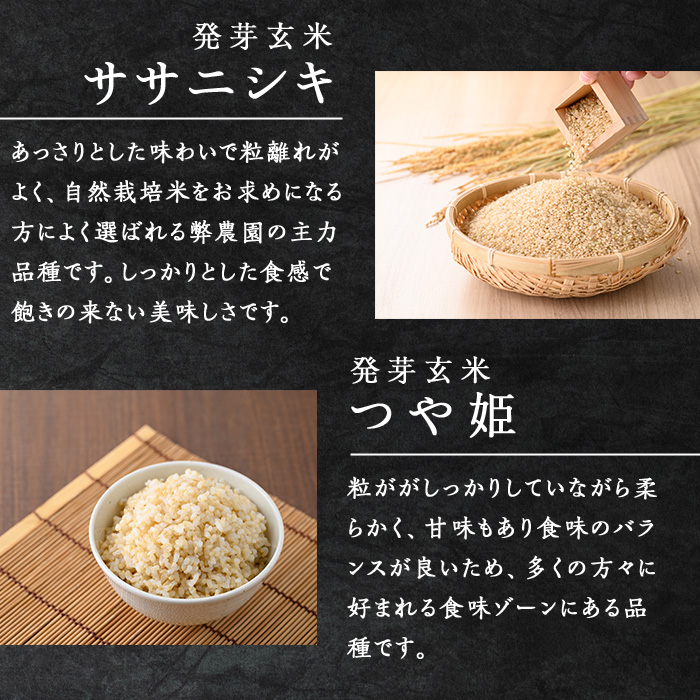 ＜3ヶ月定期便＞発芽玄米パックご飯 3種セット 計48パック(16パック×3回) 金のいぶき つや姫 ササニシキ パックごはん ご飯パック ごはんパック 黒米 無農薬 レンジ 有機栽培 ご飯 米 ごはん レンチン 頒布会 【有機農園ファーミン株式会社】tm581