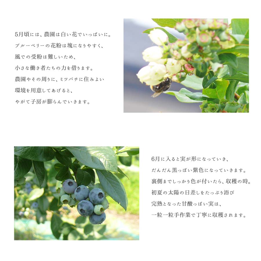 ≪ 訳あり≫ 無選別 冷凍ブルーベリー 2kg ブルーベリー 果物 フルーツ 朝食 ヨーグルト スムージー 健康 訳アリ【有限会社伊豆沼農産】tm439