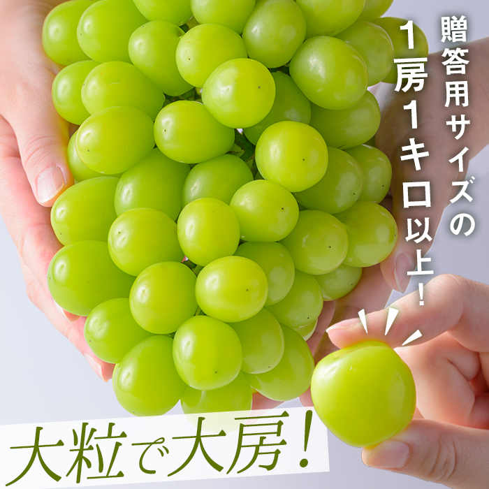 ≪先行予約受付中！≫シャインマスカット 大サイズ 2房 (1房1kg以上) フルーツ 果物 くだもの マスカット ぶどう ブドウ 葡萄 大粒 特大 【いとうブドウ園】tm540