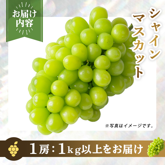 ≪先行予約受付中！≫シャインマスカット 大サイズ 1房 (1房1kg以上) フルーツ 果物 くだもの マスカット ぶどう ブドウ 葡萄 大粒 特大 【いとうブドウ園】tm539
