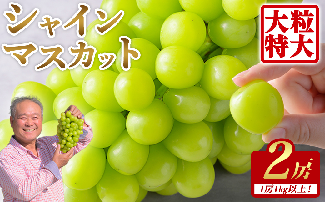≪先行予約受付中！≫シャインマスカット 大サイズ 2房 (1房1kg以上) フルーツ 果物 くだもの マスカット ぶどう ブドウ 葡萄 大粒 特大 【いとうブドウ園】tm540
