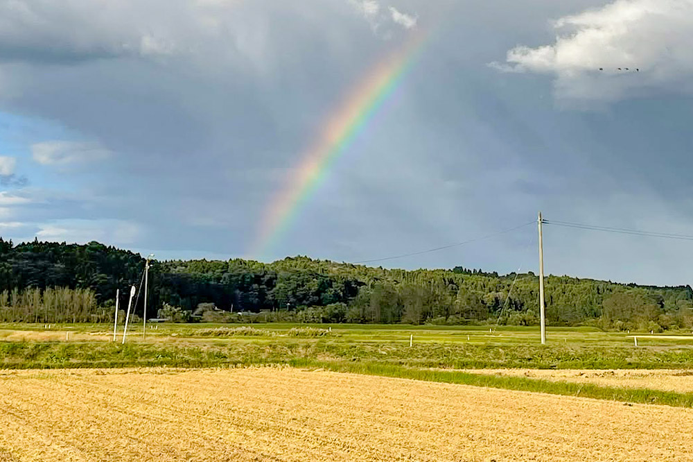 《令和7年産》【白米】栗原市産 ひとめぼれ 5kg 精米 ブランド米 黒澤農産 宮城県 栗原市