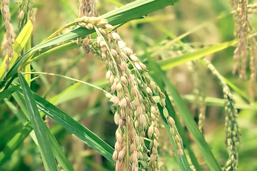 日本酒 純米大吟醸「阿佐緒」2本入りセット