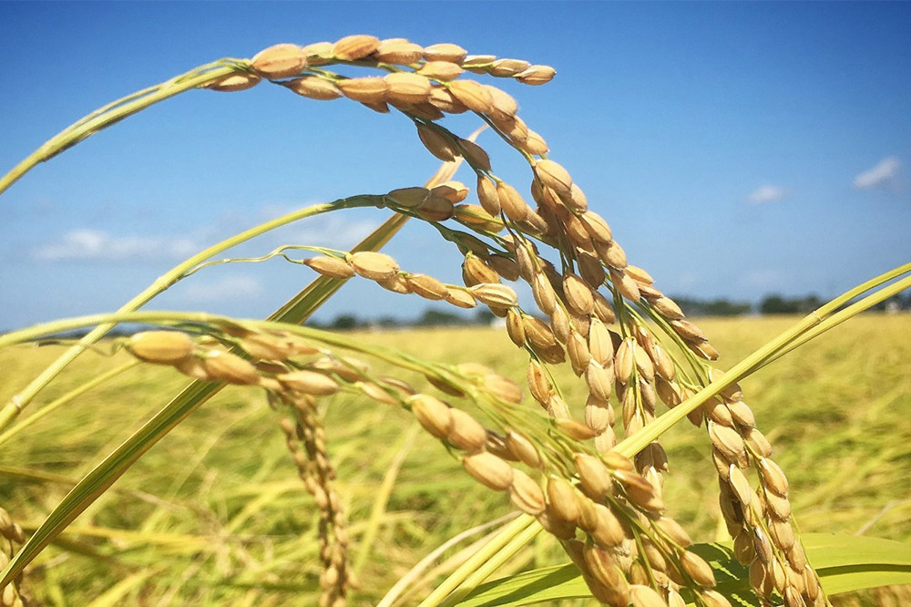 【白米】令和7年産 (栽培期間中)農薬化学肥料不使用・天日干し自然乾燥のお米 10kg×1袋