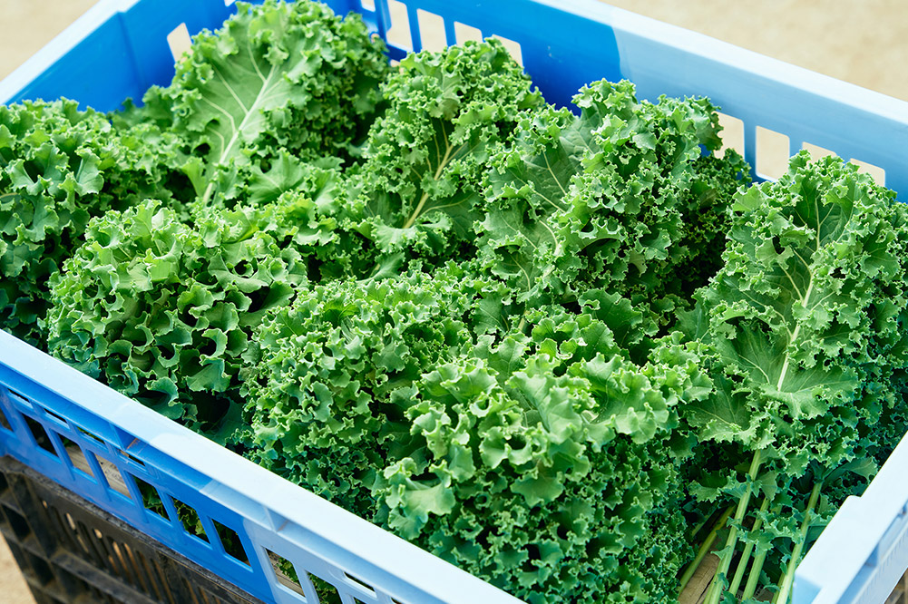 たべるケールオイル 2個セット（70g×2個）