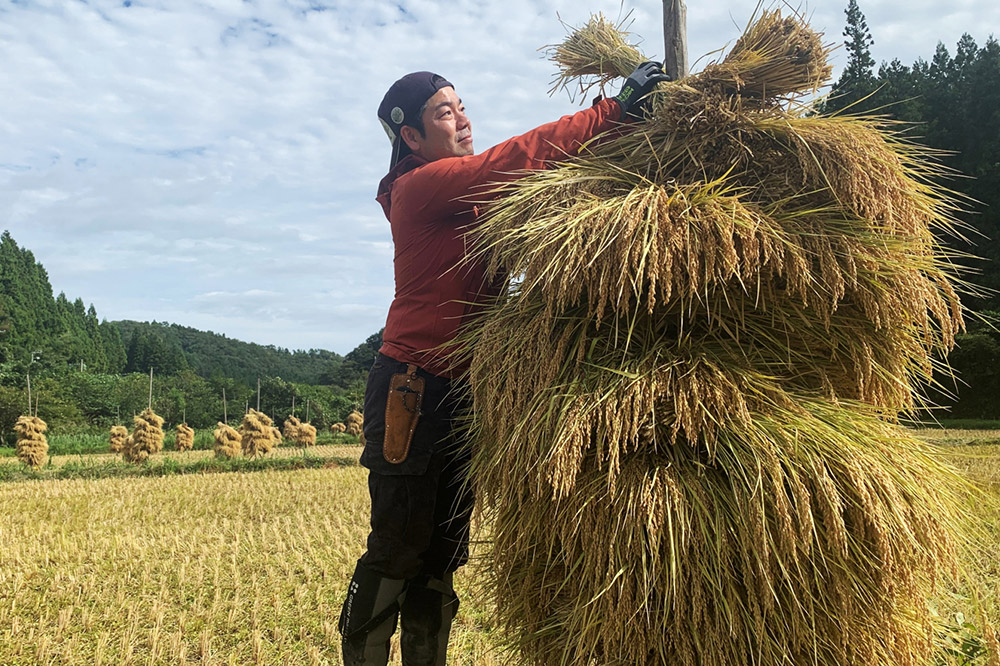 【白米】令和7年産 (栽培期間中)農薬化学肥料不使用・天日干し自然乾燥のお米 10kg×1袋