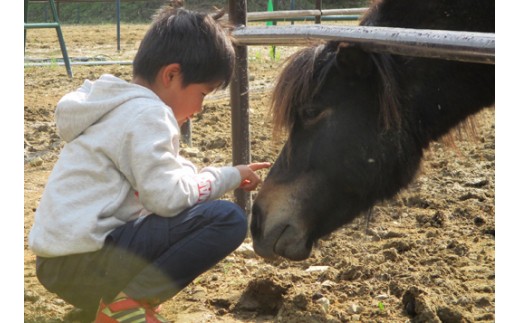 馬のお世話体験とふれあい乗馬【大人ペア】