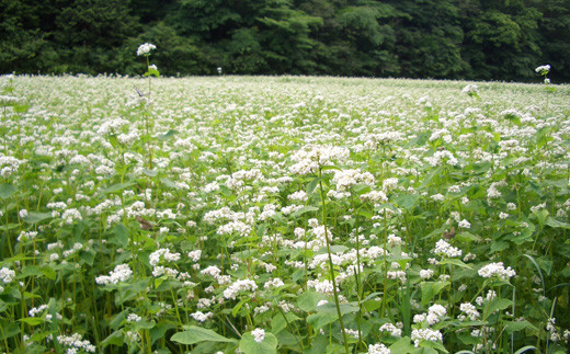 そば焼酎 堤の花雫 720ml ２本セット お酒 蕎麦 焼酎 プレミ
