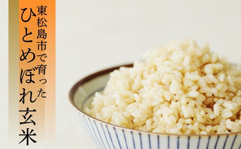 【 令和7年産】【新米】 ひとめぼれ 玄米 20kg × 1袋 宮城県