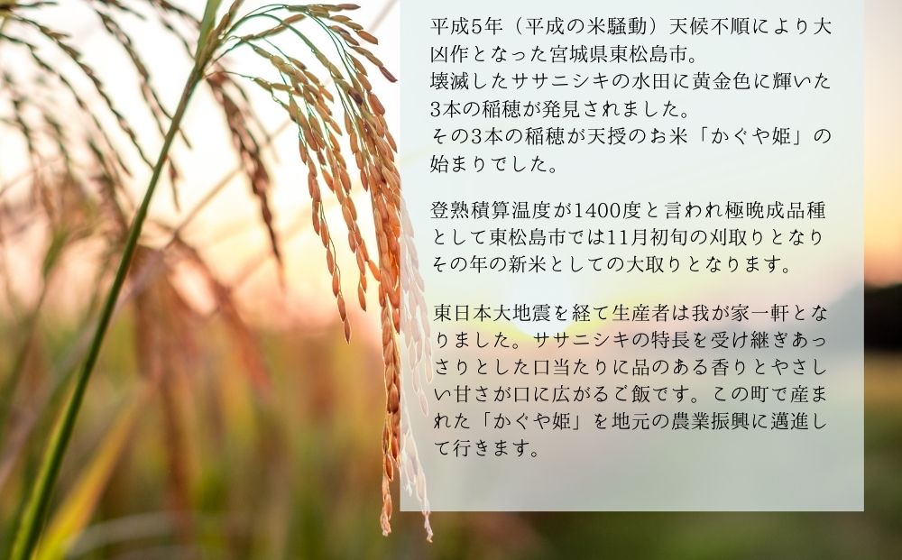 【令和6年産】 新米 12月上旬 発送開始 宮城県産 超稀少品種