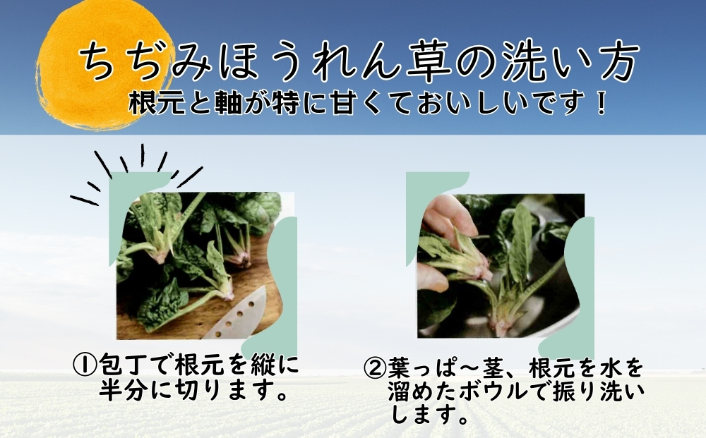 【冬季限定】 東松島産 ちぢみほうれん草 鍋セット 【2025年
