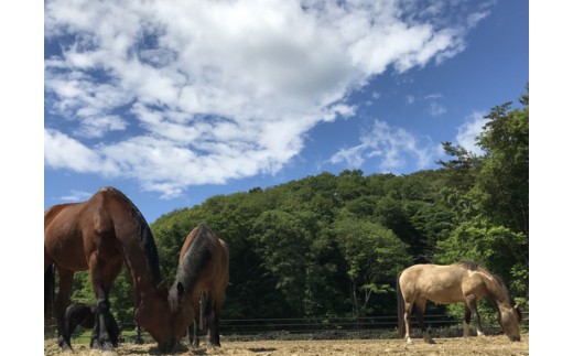 馬のお世話体験とふれあい乗馬【大人】