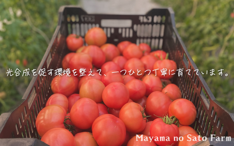 宮城県大崎市産｜まやまのニコニコフルーツトマト詰め合わせ 約1.5kg【第3回トマト選手権 最高金賞受賞】