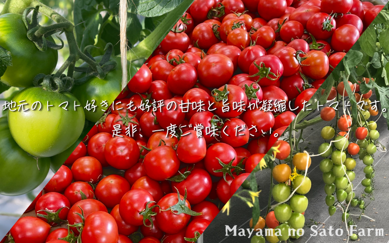 宮城県大崎市産｜まやまのニコニコフルーツトマト詰め合わせ 約1.5kg【第3回トマト選手権 最高金賞受賞】