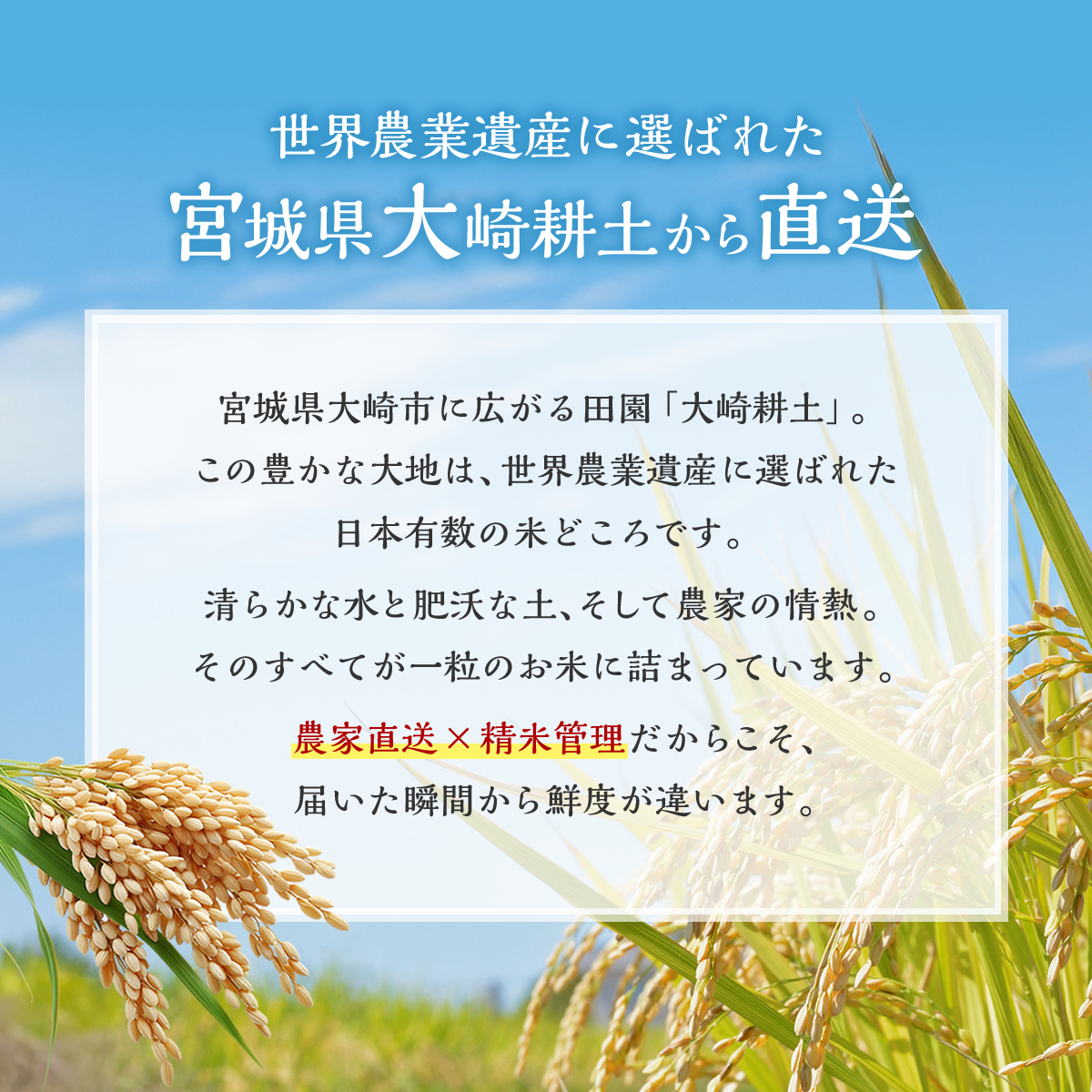 宮城県大崎市 世界農業遺産の米どころ直送 ひとめぼれ・ササニシキセット 合計10kg