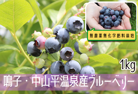 無農薬無化学肥料栽培 鳴子・中山平温泉産ブルーベリー1kg
