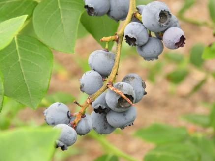 べリシェス 化粧水 100ml｜化粧品 美容 お肌 お手入れ スキンケア ローション 抗菌作用 ブルーベリー [0164]