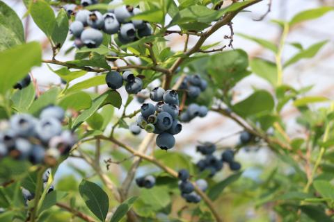 ベリシェス 3点セッ ト (化粧水・乳液・オイル)｜化粧品 美容 化粧水 お肌 お手入れ スキンケア ローション 抗菌作用 ブルーベリー [0168]