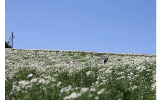 蔵王グリーンハーブティー４種セット　【04301-0891】