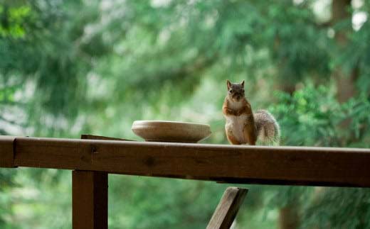 温泉山荘だいこんの花宿泊ギフトカード　150,000円分　【04301-0498】