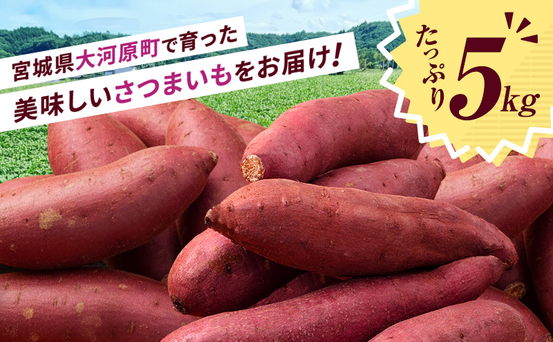 さつまいも 約5kg 紅はるか サツマイモ 宮城県産 甘い 秋 冬 スイーツ いも 産地直送 宮城県 大河原町