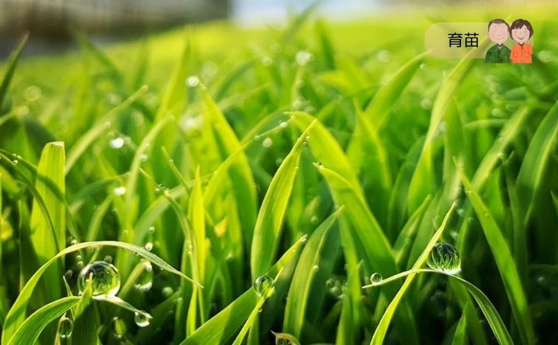 令和7年度産 宮城県大河原町産 みやこがね 2.8kg(1.4kg×2) もち米 餅米  こめ コメ モチ もち もち米 お餅 餅