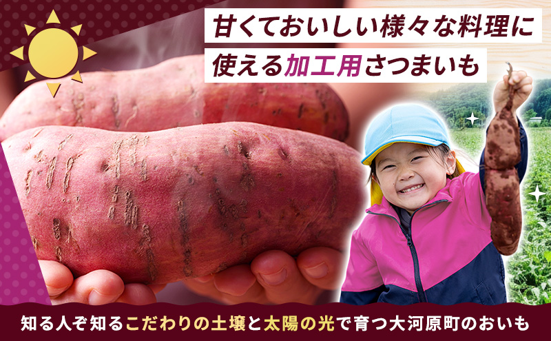 さつまいも 約5kg 紅はるか 加工用 大きいサイズ サツマイモ 宮城県産 甘い 秋 冬 スイーツ いも 産地直送 宮城県 大河原町