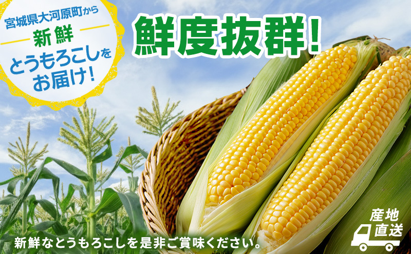 とうもろこし 味来 家庭用 20本 訳アリ トウモロコシ 宮城県産 甘い 夏 朝採れ 訳あり 産地直送 宮城県 大河原町