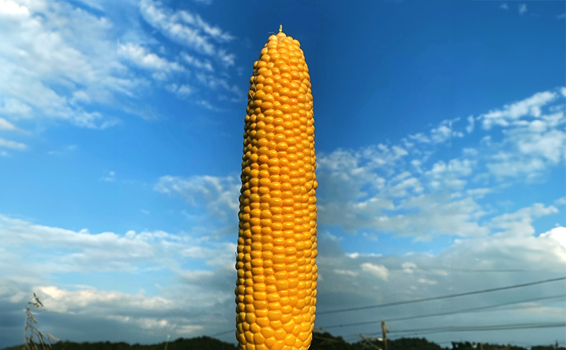 とうもろこし 味来 贈答用 5本 トウモロコシ 宮城県産 甘い 夏 朝採れ 産地直送 宮城県 大河原町