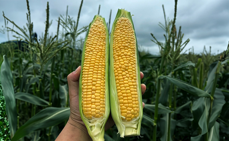 とうもろこし 味来 家庭用 5本 訳アリ トウモロコシ 宮城県産 甘い 夏 朝採れ 訳あり 産地直送 宮城県 大河原町