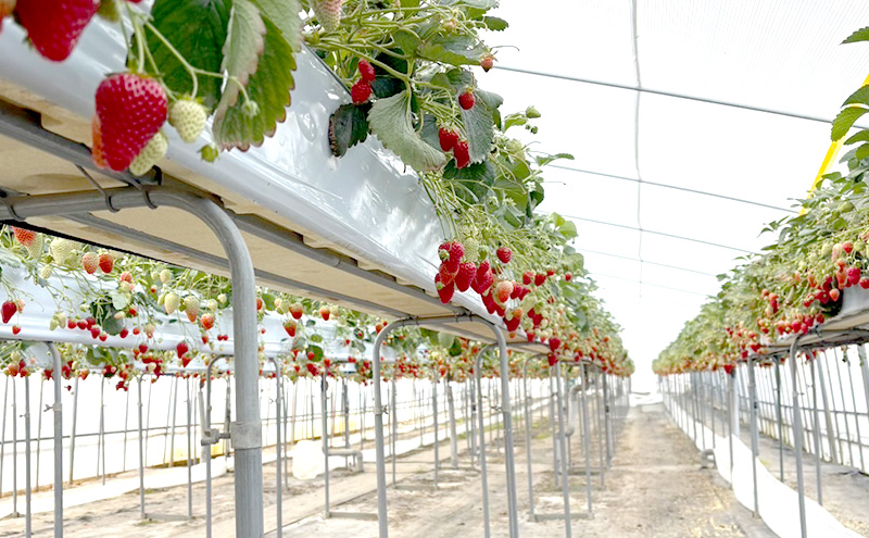 大河原町のいちご 完熟いちご 2パック 果物 フルーツ 苺 紅ほっぺ かおり みずみずしい ジューシー 期間限定 季節限定 いちご 小分け